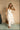 Lana Beige Polka Dot Tiered Maxi Dress - full body front view