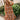 Lyla Rust Floral Halter Mini Dress - front view