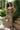 Rochelle Brown Suede Belt - full body front view