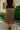 Ari Brown Polka Dot & Lace Midi Skirt - back view