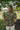Mida Olive Floral Scalloped Top - back