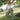 Kerrington Olive Striped Wrap Pants - full body front view