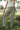 Kerrington Olive Striped Wrap Pants - lower body front view