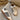 Shu Shop Stevie Beige Shearling Sneaker- flat lay view